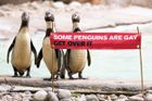 V londýnské zoo žije dvojice tučňáků gayů. Nejsou jediný homosexuální pár, tvrdí zoo
