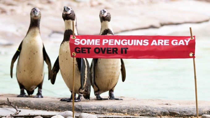 Někteří tučňáci jsou gayové, smiřte se s tím, hlásí transparent v londýnské zoologické zahradě.