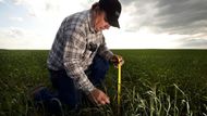 Kanadský farmář Dwayne Marshman měří velikost úrody. Farmáře trápí příliš pomalý růst, z důvodů velkého sucha.