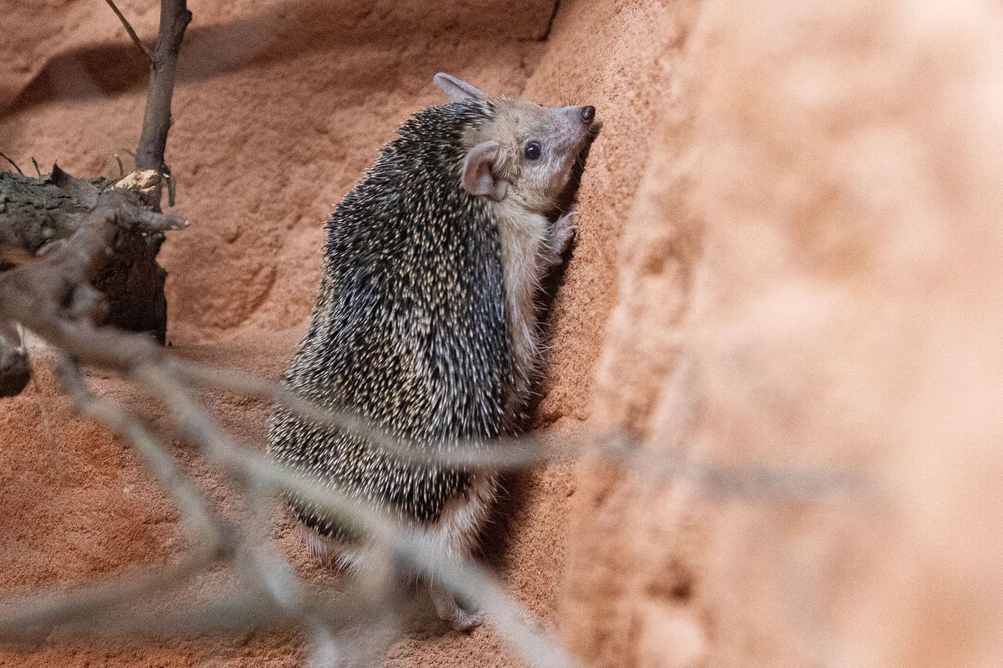 Pražská zoo, nová expozice a pavilon Gobi, koně převalského