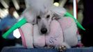 Westminster Kennel Club's Dog Show v New Yorku