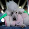 Westminster Kennel Club's Dog Show v New Yorku