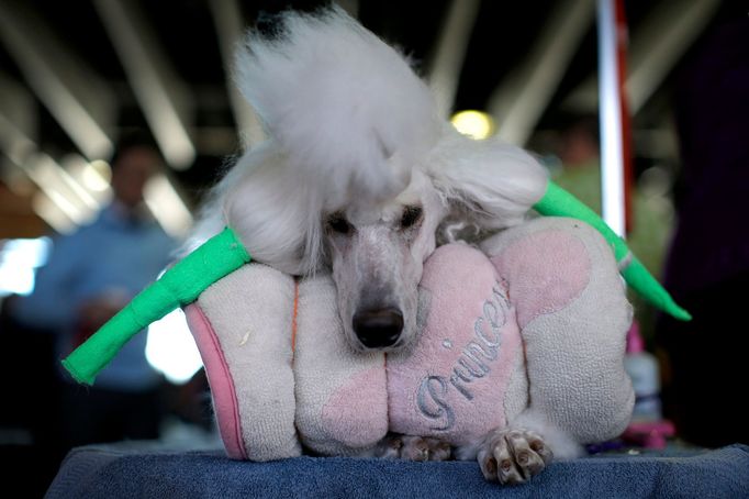 Westminster Kennel Club's Dog Show v New Yorku