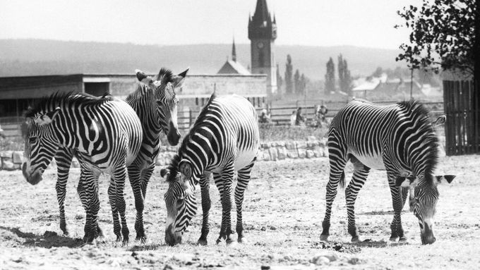 Foto: Proslulá Zoo Dvůr Králové slaví 76 let. Podívejte se na snímky z její historie