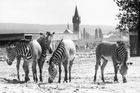 Foto: Proslulá Zoo Dvůr Králové slaví 76 let. Podívejte se na snímky z její historie