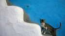 Kočka leze nahoru po schodech venkovského domu pěstitele marihuany v Rif regionu v Maroku, poblíž města Chefchaouen, 8. srpna 2009. REUTERS/Rafael Marchante