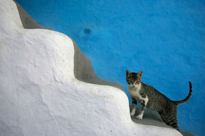 Kočka leze nahoru po schodech venkovského domu pěstitele marihuany v Rif regionu v Maroku, poblíž města Chefchaouen, 8. srpna 2009. REUTERS/Rafael Marchante