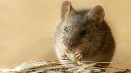 Pokud hraboše nezlikvidujeme, nebude příští rok žádná úroda na polích, říká Pýcha