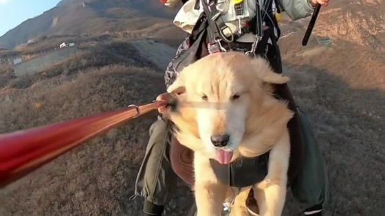 Vzhůru do oblak. Majitelka vzala svého retrívra na nezapomenutelný let na paraglidu