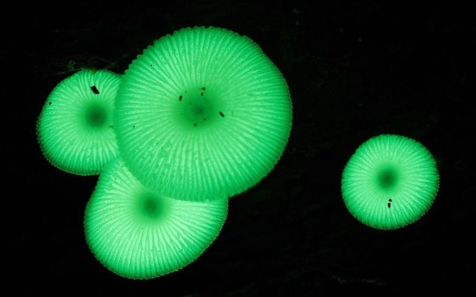 Houba zrodu Mycena – helmovka (Mycena chlorophos)