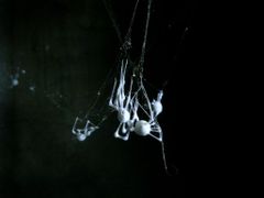 Pavouci 7, 2008. Digitální fotografie, 14x20cm