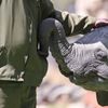 Zimbabwe, slon, útulek, pytláci, záchrana, Wild is Life