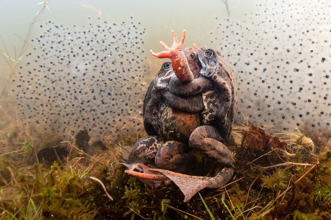 Vítězové fotografické soutěže Underwater Photographer of the Year 2022