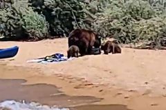 Medvědí rodinka na pláži ukradla jídlo, udělala si piknik a šla se v klidu koupat