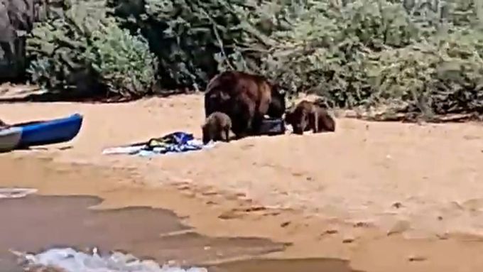 Medvědí rodinka si udělala piknik na pláži u jezera