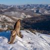 Wildlife Photographer of the Year 2024