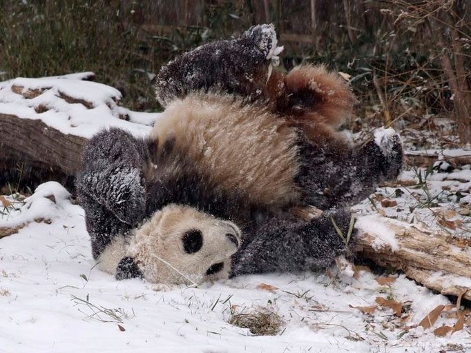 Panda právě zjistila, jak měkce se padá do sněhu.