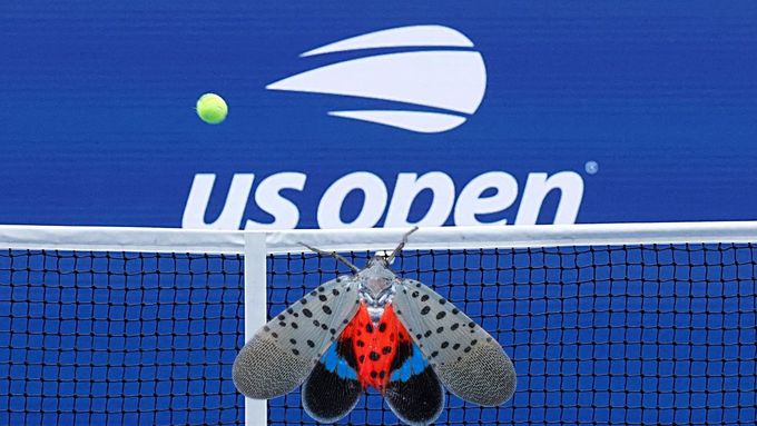 US Open čeká atak hmyzího vetřelce.