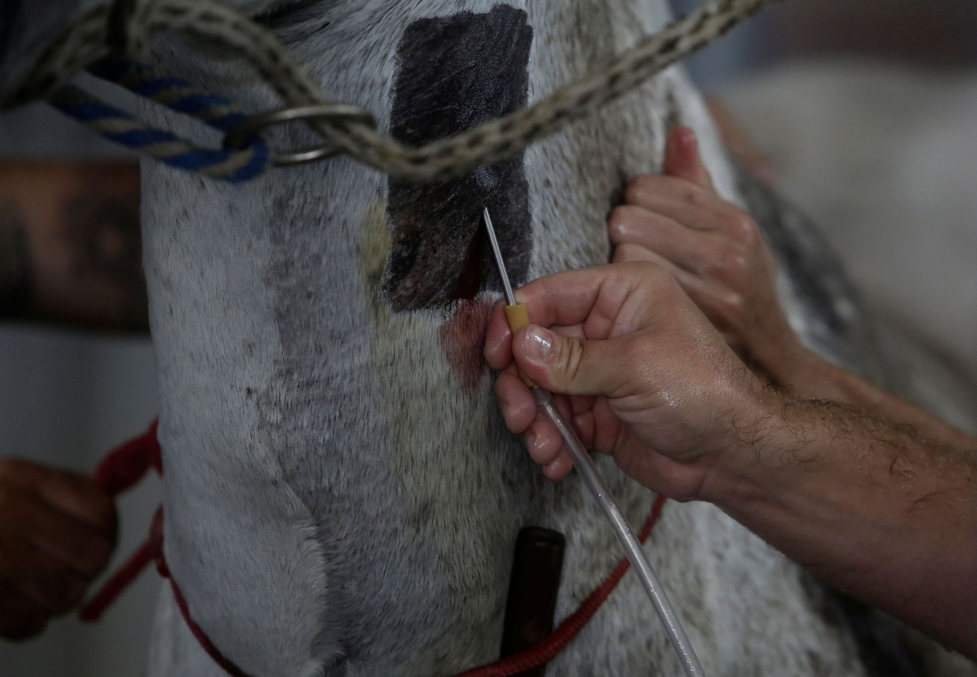 kůň koně costa rica koronavirus protilátky