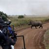 Fotogalerie / Jak se přesouvá nosorožec v Keňi / Reuters / 2
