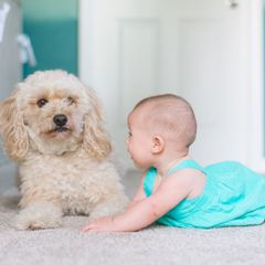 pes a dítě, kariéra