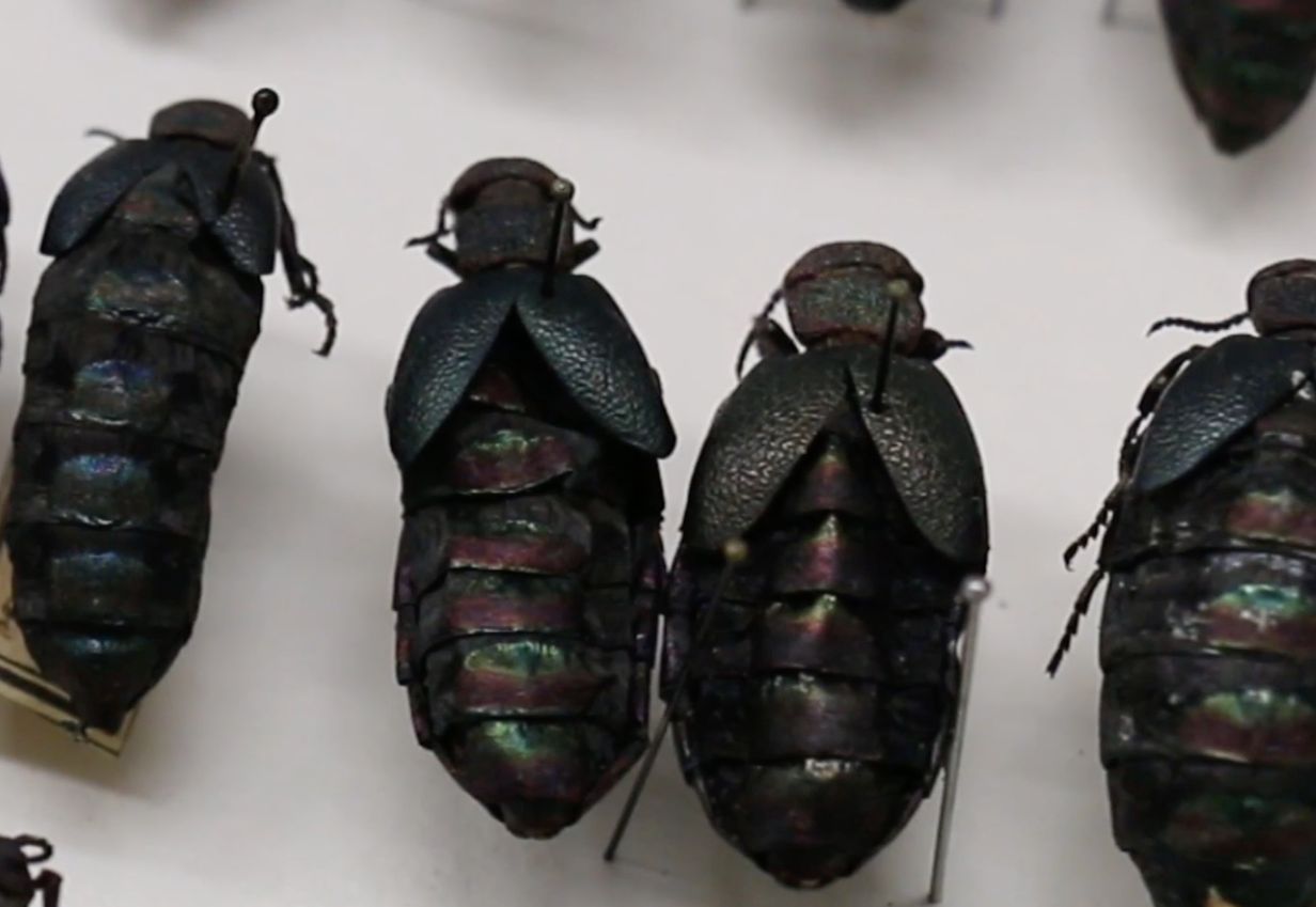 Jedovatí brouci žijící na území ČR.