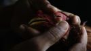 A farmer examines the eye of his injured fighting cock at a farm on the outskirts of Havana June 15, 2012. In Cuba, it's legal to own cocks, it's legal to train them to fight and it's legal to fight them, but since the 1959 Cuban Revolution all forms of betting and gambling have been strictly forbidden. But betting on cock fights is an activity so popular among Cubans that stopping it would pose a huge challenge for the authorities and would be counterproductive to keeping law and order. Picture taken June 15, 2012. REUTERS/Desmond Boylan (CUBA - Tags: SOCIETY ANIMALS) ATTENTION EDITORS PICTURE 21 OF 23 FOR PACKAGE 'BETTING ON CUBA'S FIGHTING COCKS' . TO FIND ALL PICTURES SEARCH 'FIGHTING COCKS' Published: Čec. 2, 2012, 12:33 odp.