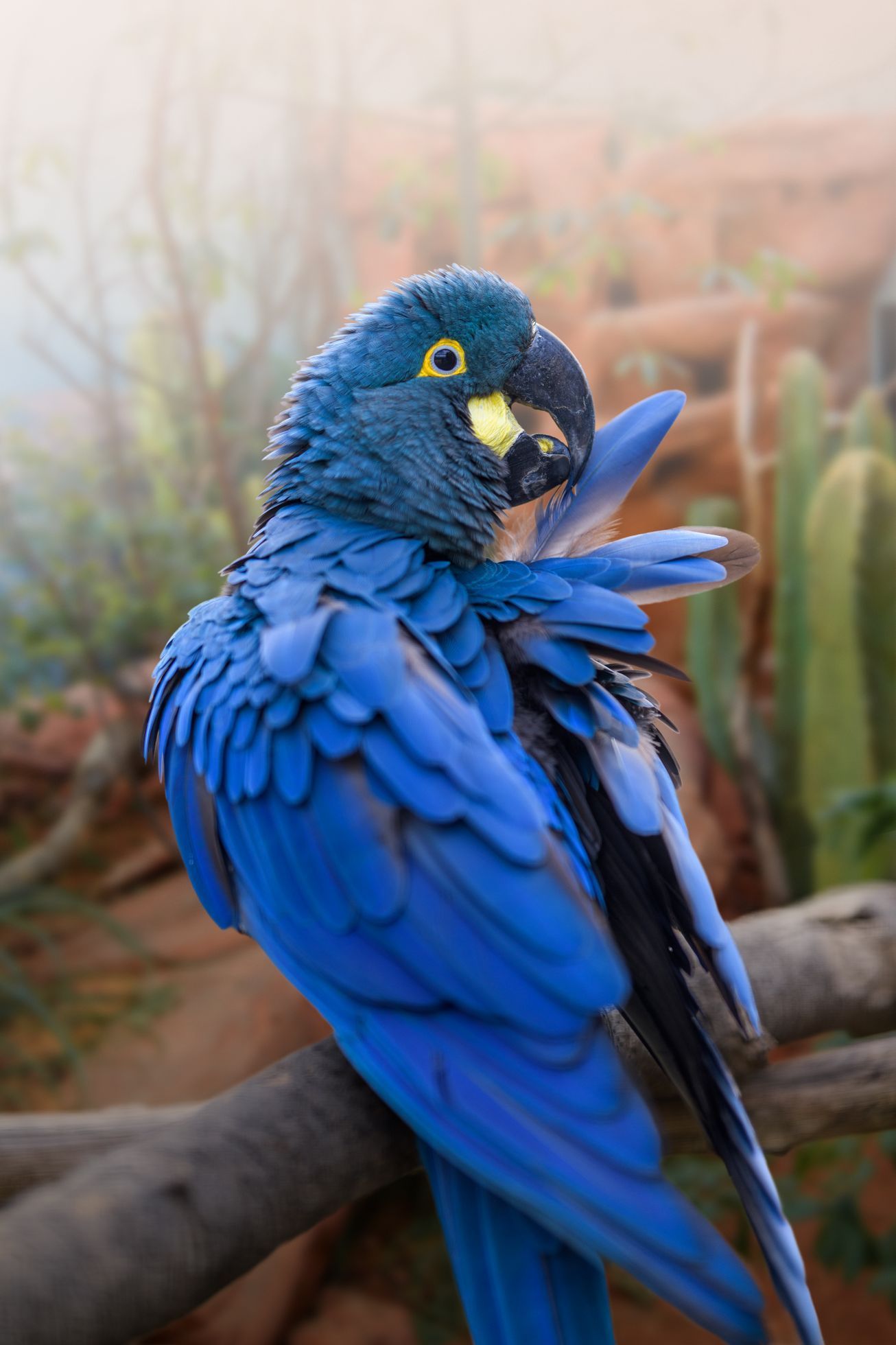 Papoušek Zoo Praha