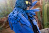 Ara Learův je vzácný papoušek, který byl dříve dokonce považován za vyhynulého. V přírodě žije výhradně v malé části brazilské caantigy, což je suchá krajina porostlá trnitým bušem a kaktusy.