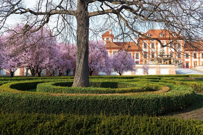 Jaro v pražské Tróji. Sakury v zámeckém parku a botanická zahrada