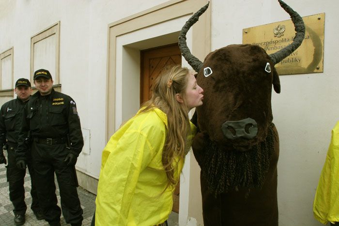 Greenpeace protestují proti kácení Bělověžského pralesa.