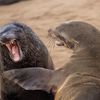 Vítězné fotografie ze soutěže Nikon Comedy Wildlife Awards 2024