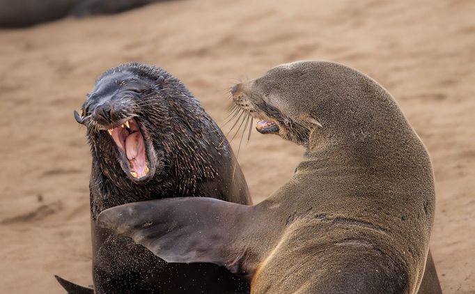 Vítězné fotografie ze soutěže Nikon Comedy Wildlife Awards 2024