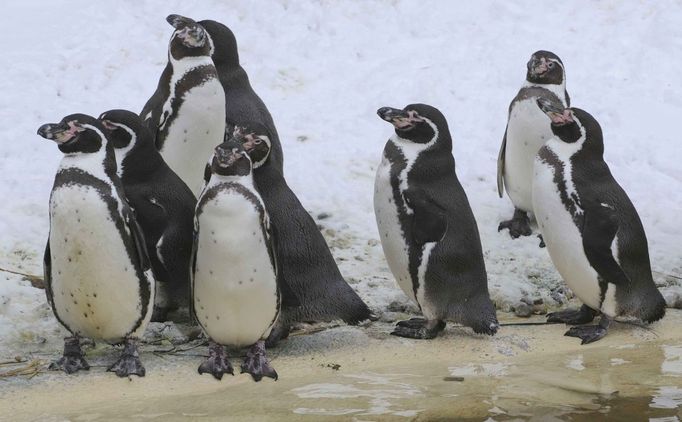 Zimní zoo - Zoo Plzeň