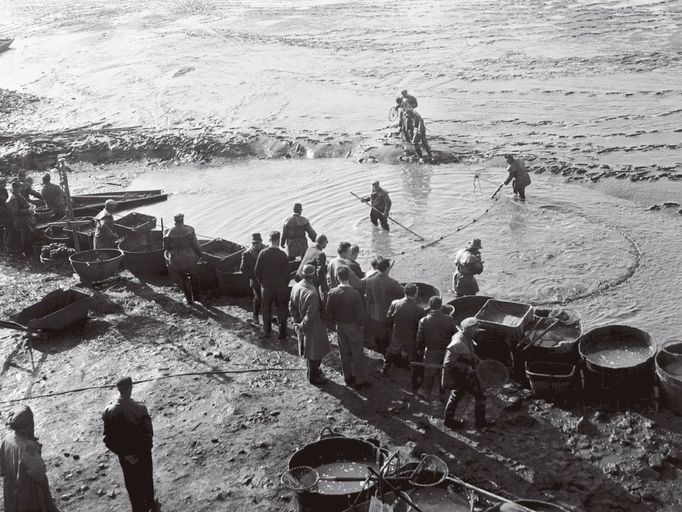 Výlov Dehtáře - zátah vatkou, 1962.