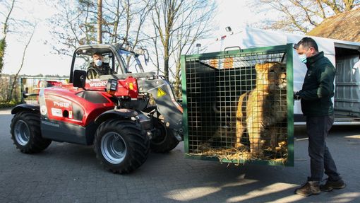 Z Kyjeva museli být evakuováni také lvi z místního přírodního centra. Ujala se jich zoologická zahrada v Belgii.
