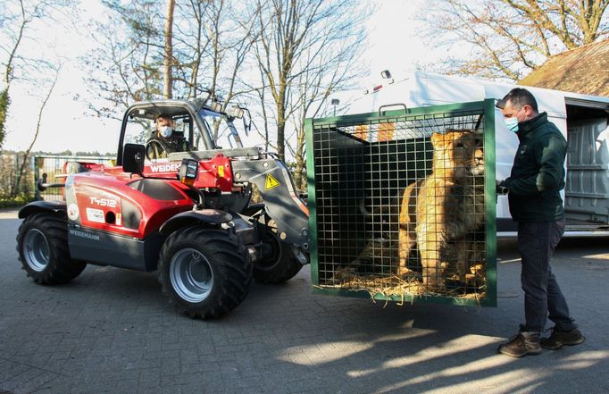 Z Kyjeva museli být evakuováni také lvi z místního přírodního centra. Ujala se jich zoologická zahrada v Belgii.