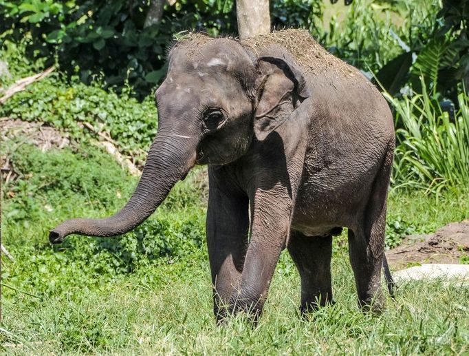 Janita, slonice pro pražskou zoo.