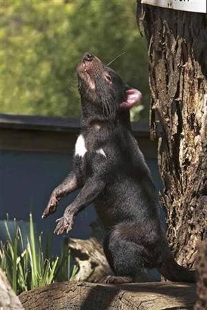 tasmánský čert