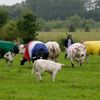 Cows are draped in the colours of the Tour de France cycling leaders jerseys as they graze in a field along the route of the fifth stage of the Tour de France cycling race between Belgium and France