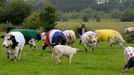 Cows are draped in the colours of the Tour de France cycling leaders jerseys as they graze in a field along the route of the fifth stage of the Tour de France cycling rac