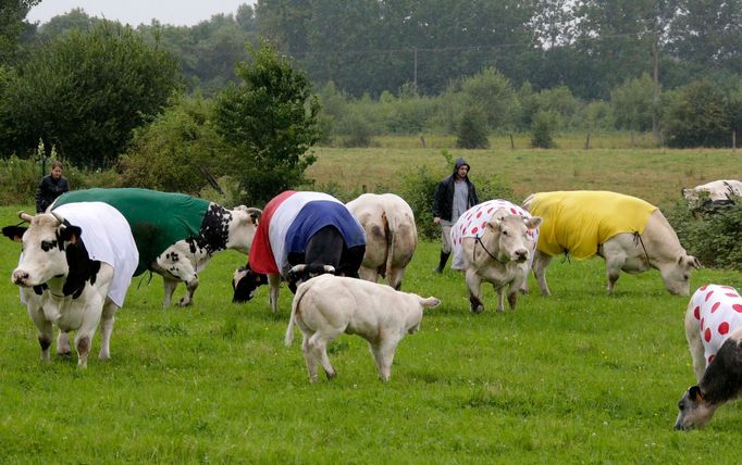 Cows are draped in the colours of the Tour de France cycling leaders jerseys as they graze in a field along the route of the fifth stage of the Tour de France cycling rac