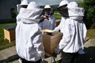 Nejtěžší bylo poznat med podle chuti, hlásí čeští vítězové soutěže mladých včelařů