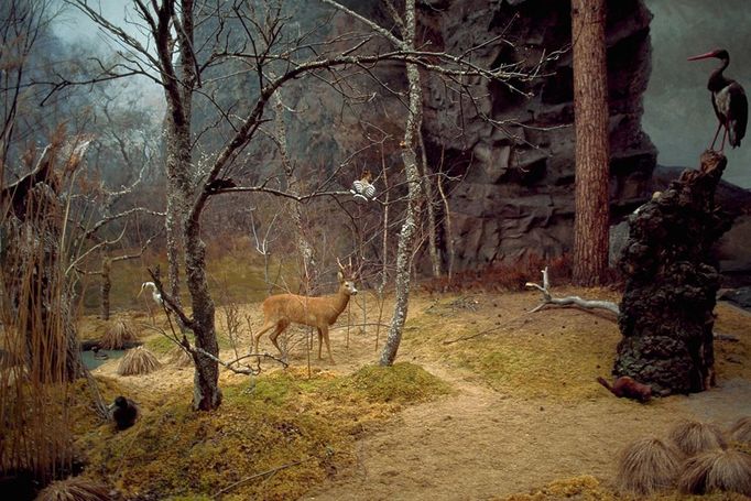 Swedish Landscape Diorama with Animals Image: 0015052558, License: Rights managed, Nordic animals are set against diorama depicting Swedish landscape at Biological Museum in Stockholm. Panorama painted by Bruno Liljefors., Property Release: No or not aplicable, Model Release: No or not aplicable, Place: Stockholm, Sweden, Credit line: Profimedia.cz, Corbis