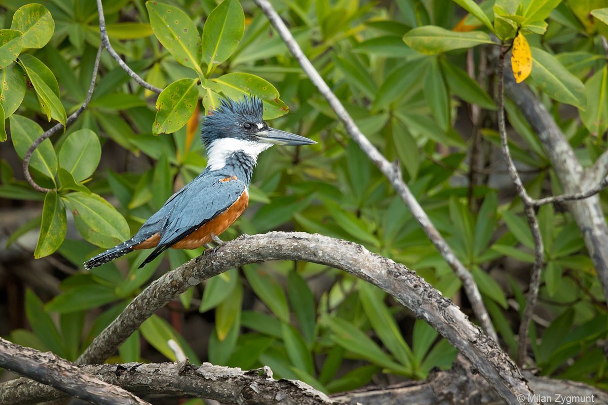 Milan Zygmunt: Kostarika