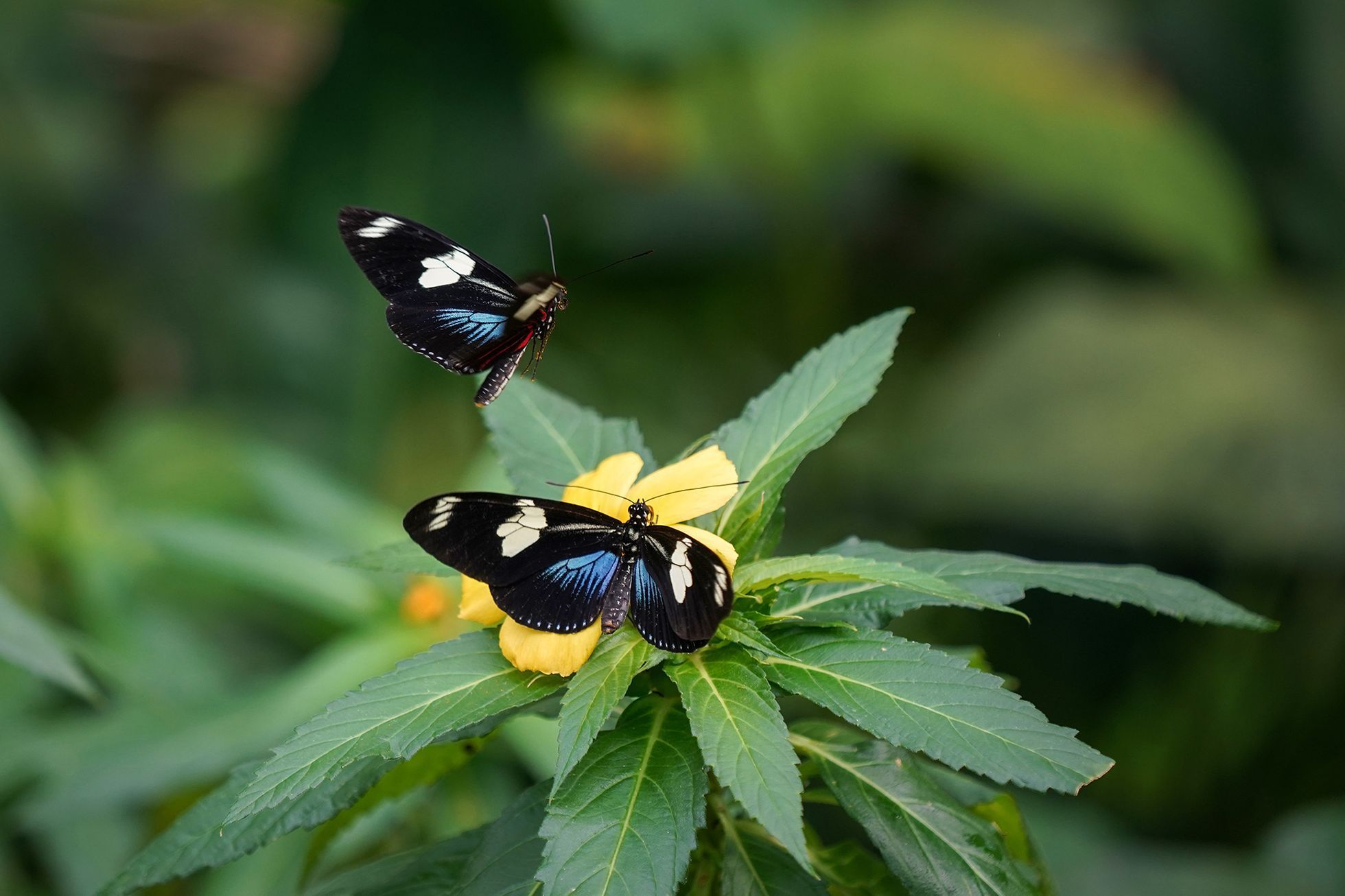 Motýli v Botanické zahradě v pražské Tróji, květen 2023