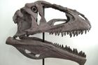 Objevený druh pojmenovaný Meraxes gigas měřil na délku zhruba 11 metrů, jeho lebka byla dlouhá 1,2 metru a pokrytá výstupky a prohlubněmi. V silných čelistech měl predátor 15 centimetrů dlouhé, pilovité zuby.
