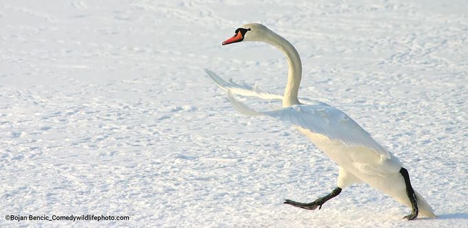 Finalisté soutěže Comedy Wildlife Photography Awards 2022