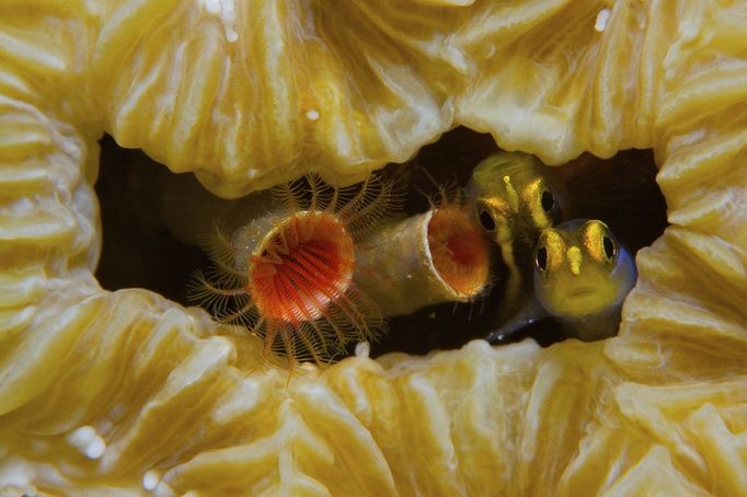 Rosenstiel School 2012 Underwater Photography Contest 1st Place Macro Todd Mintz Yellownose gobies, Elacatinus randalli, in bolder brain coral – Bonaire, Dutch Caribbean