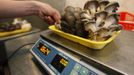 An employee weighs and packs oyster mushrooms, also known as Veshenka mushrooms or Pleurotus Ostreatus, at a private mushroom farm in the settlement of Beryozovka outside Krasnoyarsk, May 16, 2012. The farm is the only cultivator and supplier of oyster mushrooms in the region. Oyster mushrooms lower cholesterol levels and reduce the risk of oncological diseases, according to farm co-owner Sergei Murunov. REUTERS/Ilya Naymushin (RUSSIA - Tags: AGRICULTURE SOCIETY) Published: Kvě. 16, 2012, 2:59 odp.